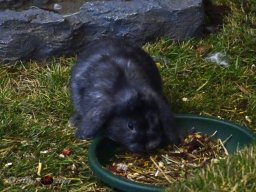 Haustiermesse Wien 2.03.2025